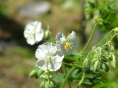 Geranium phaeum 'Album' bestellen